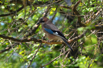 Obraz premium Eurasian jay bird sitting on the branch of the tree in springtime . Wild birds outdoors photo