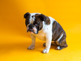 Funny British Bulldog sitting down against seamless orange background with dejected expression