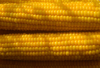 Cobs of boiled delicious corn with shadow. Close-up, copy space.