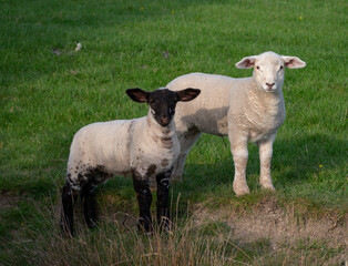 Spring Lambs