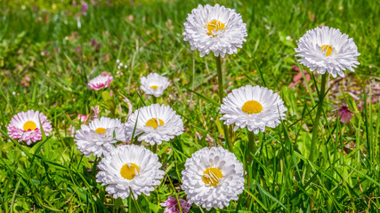 Group of Common daisy (Bellis perennis) blooming on the field