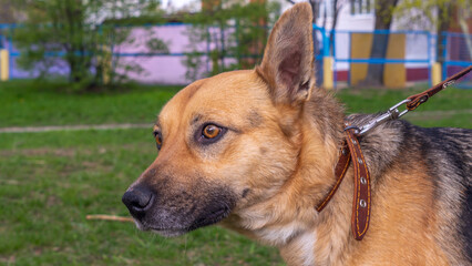 Cute abandoned dog waiting new owner. An abandoned dog waiting for adoption. A dog shelter.