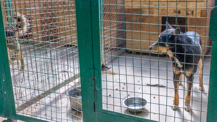 Homeless dog in cages. Beautiful sad dog sadly looking through cage sad eyes. A dog shelter.