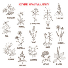 Best herbs with antiviral activity - obrazy, fototapety, plakaty