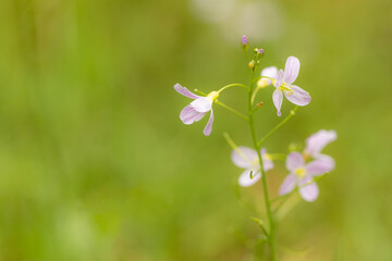 Close up of blooming cuckoo flowers against a soft light green background.