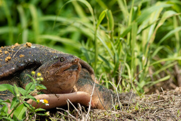 Florida softshell turtle with sand all over crawls up to edge of grassy trail on a spring afternoon in Apopka, Florida.