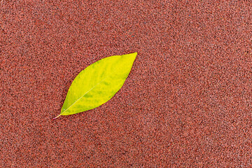 yellow-green leaf on a brown background