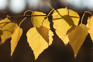 horizontal birch branch with yellow leaves, autumn day and blurred background