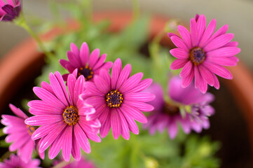 Obraz premium blooming African daisy flowers growing in the flower pot close up
