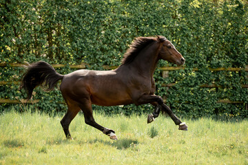 Obraz na płótnie Canvas A beautiful horse gallops through a green meadow