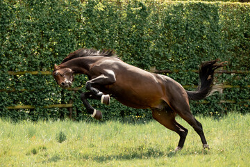 A beautiful horse gallops through a green meadow