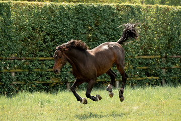 A beautiful horse gallops through a green meadow