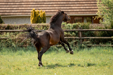 A beautiful horse gallops through a green meadow