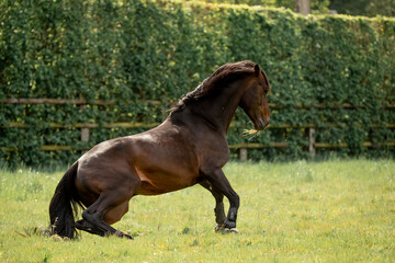A beautiful horse gallops through a green meadow