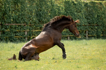 A beautiful horse gallops through a green meadow