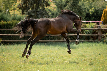 A beautiful horse gallops through a green meadow