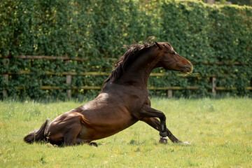 A beautiful horse gallops through a green meadow