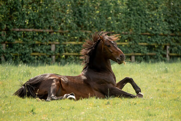 Fototapeta premium A beautiful horse gallops through a green meadow
