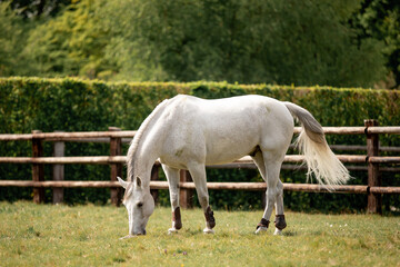 A beautiful horse gallops through a green meadow