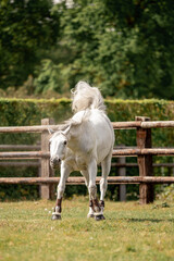 A beautiful horse gallops through a green meadow