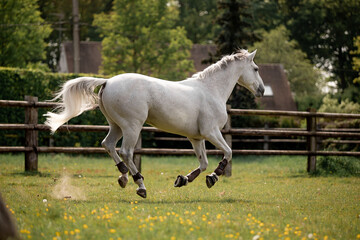 A beautiful horse gallops through a green meadow