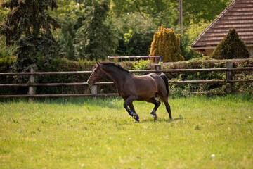 A beautiful horse gallops through a green meadow
