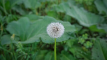 Dandelion plant. Background nature. Macro
