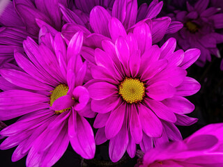 Pink colored daisy looks brightly at the camera