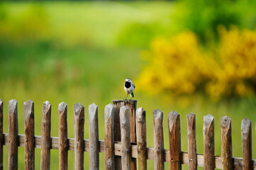 Oiseau campagne