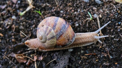 Snail. Snail in the garden.