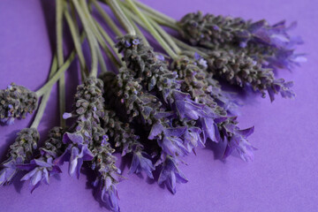 Lavender flower stems on purple background