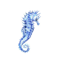 Blue sea horse isolated on white background. Hand drawn watercolor illustration. Clip art. Can be used for posters, souvenirs, postcards, stickers