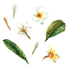 Tropical flower white plumeria. Flowers and Leaves set. Hand drawn watercolour isolated on white background. Exotic Tropical Floral Elements for summer design,decoration, pattern, invitation, cards