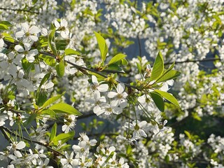Cherry blossom flowering branch in spring garden. Spring white flowers of cherry tree. 