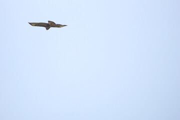 Mäusebussard