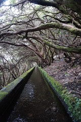 Fototapeta premium Beautiful hiking path along a traditional waterway called Levada in nature to „25 fontes