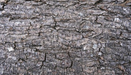 Tree body. Tree pattern. Dry wood.