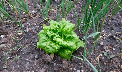 Lettuce. Green lettuce. Lettuces in the garden.