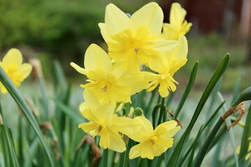 yellow daffodils in spring