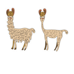 Two llamas, shorn and overgrown. Isolated on a white background. 