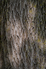 Close up maple tree bark