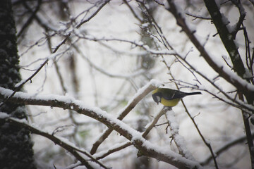Obraz premium Bird