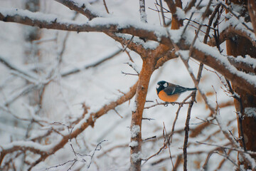 Bird