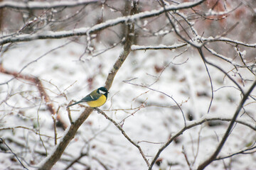 Bird