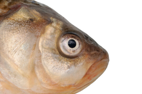 Head of raw crucian carp close-up in isolation on a white background. 