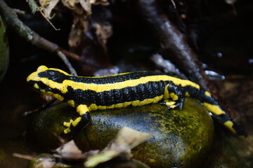 salamandre