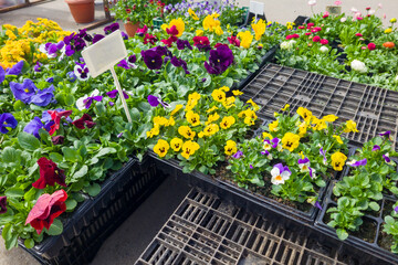 Sale of flower seedlings on the Big street market, Summer day