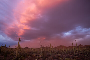 Approaching haboob at sunset in Saguaro National Park