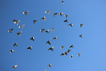 birds in flight