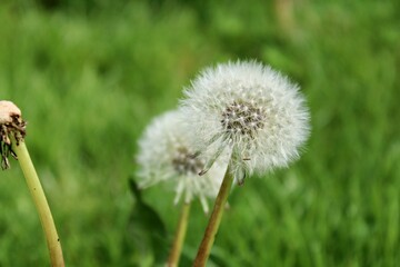 Dandelions gone to seed in the grass 